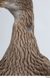 Neck Bird Animal photo references